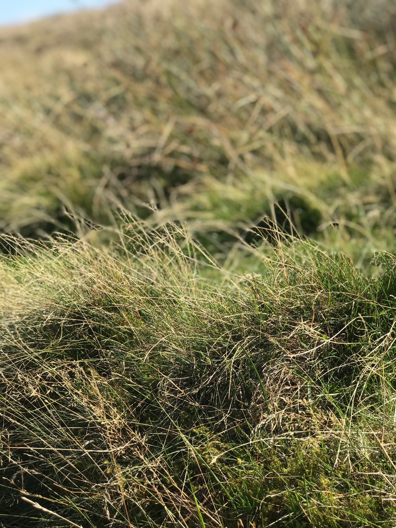 alt="Yorkshire grass close-up"