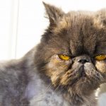 alt="persian cat with yellow eyes"