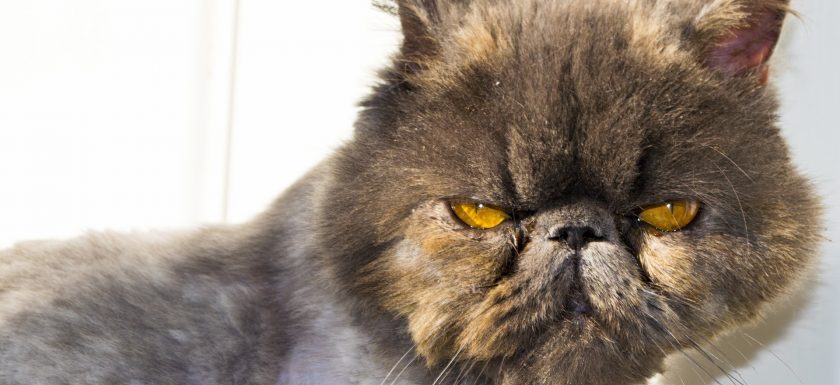 alt="persian cat with yellow eyes"