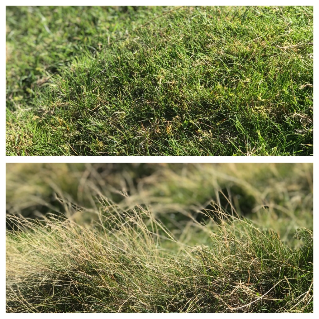 alt="Yorkshire Grass Collage"