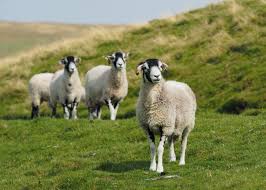 alt="three sheep on a grass hill looking into the camera"