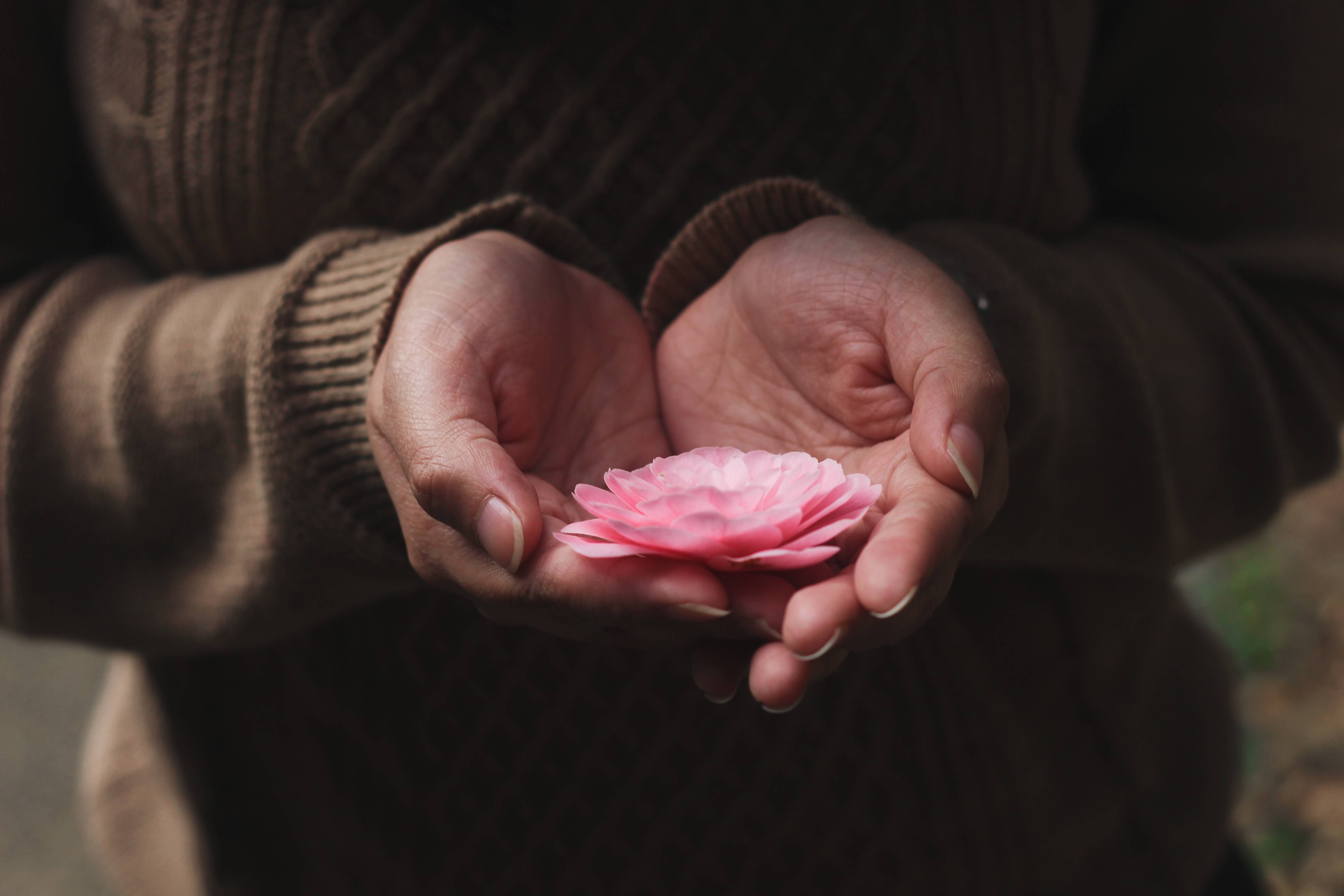 alt="pink flower held on open palms of hands"
